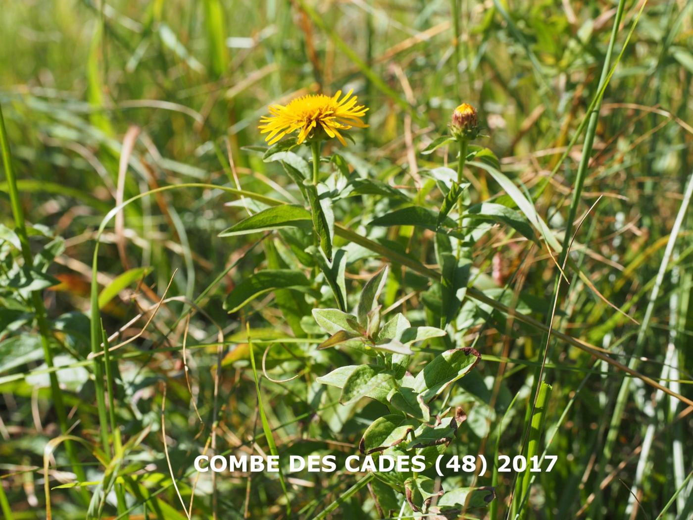 Fleabane, Irish plant